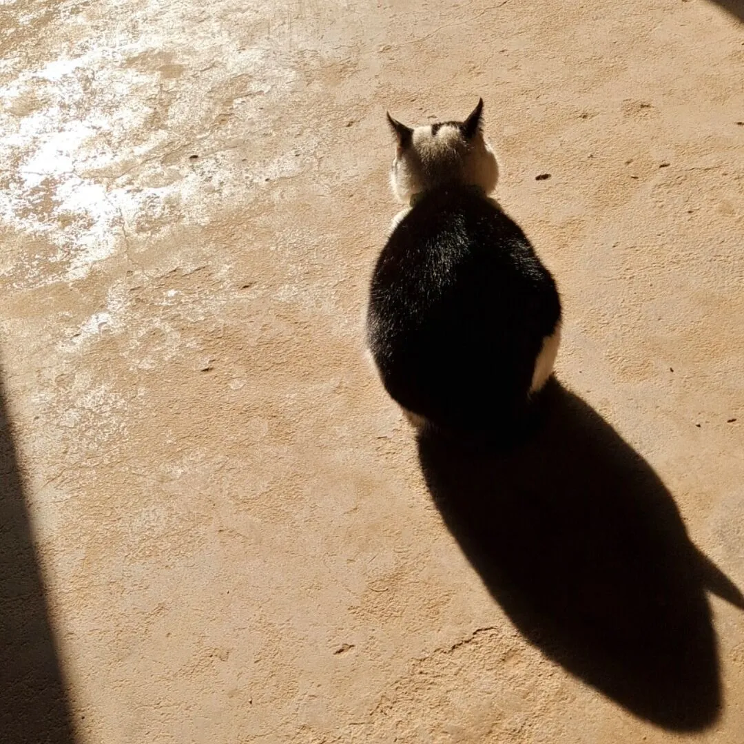 FatPanda's Blog